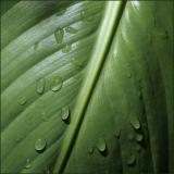 Canna Leaf *