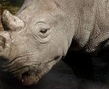 <b>Rhino </b>