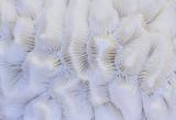 The Delicate Intricacy of Brain Coral *