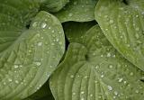 Raindrops on leaves *
