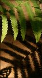Fern *