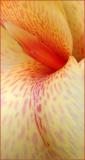 Spotted Petals *