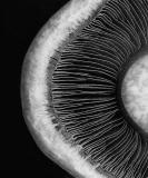 1st Place - Mono Mushroom