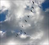 Flight Patterns*