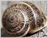 Snail *