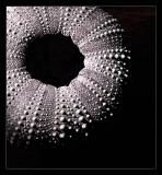 1st Place - The Black Hole*