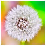 18th Place - Dandelion* by Grant Hamilton