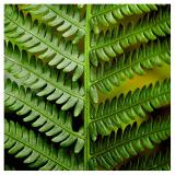 Fern* by Grant Hamilton