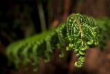 Little Shop of Horrors *