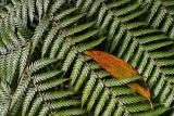 12th Place - Rainforest *