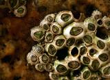 Barnacles *