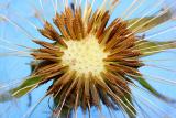 Attack of the Mark IV Dandelion *