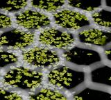 Pond mesh