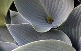 Leaf Patterns II (*)