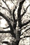 Forking Branches *