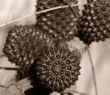 Cones *