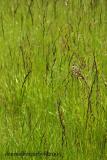 Afternoon Meadow