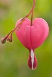 Bleeding Heart*