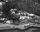 Treaty Oak