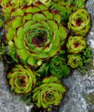 Rock Garden *