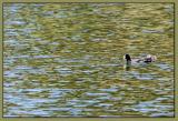 pond ripples and koots *