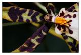 Orchid (*)