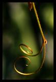 17th Place - Loops (*)