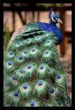 Peacock (*)