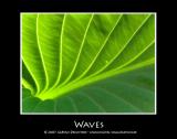 <b>Waves</b>