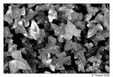Poison Ivy *