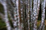 Pine Tree