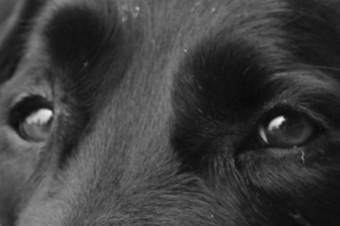 Best Friends Gaze*