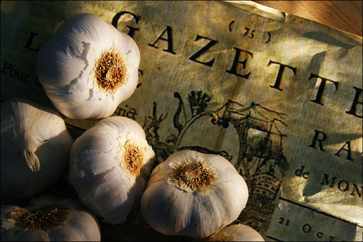 Fresh Garlic