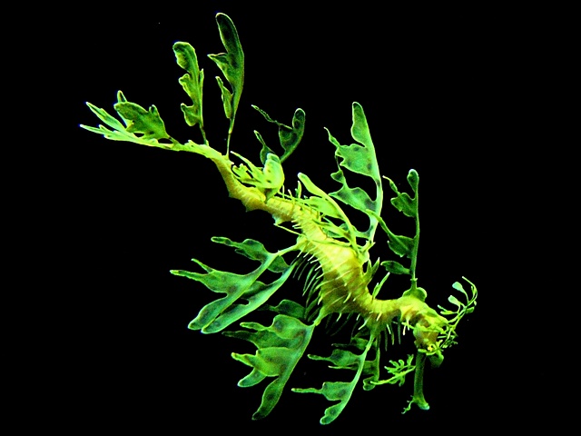 Sea Dragon (*)