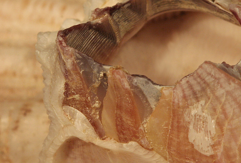 Barnacle