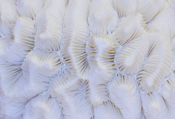 The Delicate Intricacy of Brain Coral *