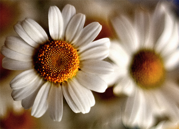 Dog Daisy *