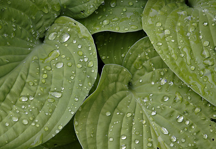 Raindrops on leaves *