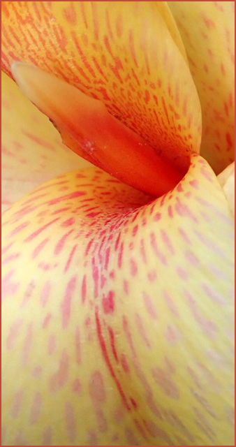 Spotted Petals *
