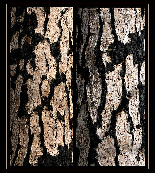 17th Place - Reticulated*