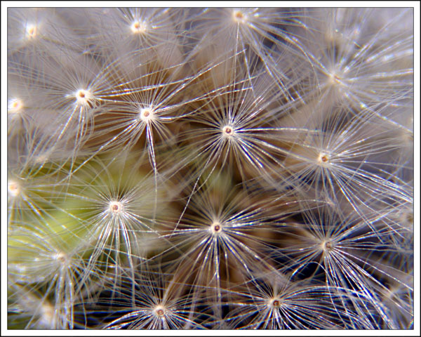Dandy *