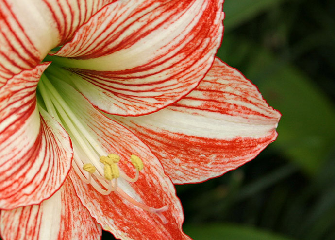 Striped flower.jpg