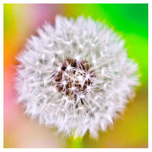 18th Place - Dandelion* by Grant Hamilton