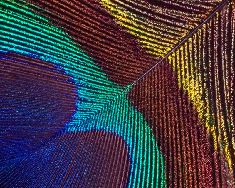 10th Place - Peacock Feather*