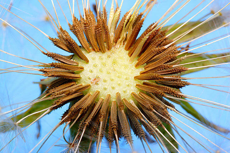 Attack of the Mark IV Dandelion *