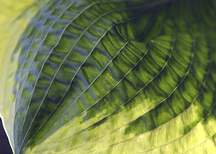 Leaf Patterns I (*)