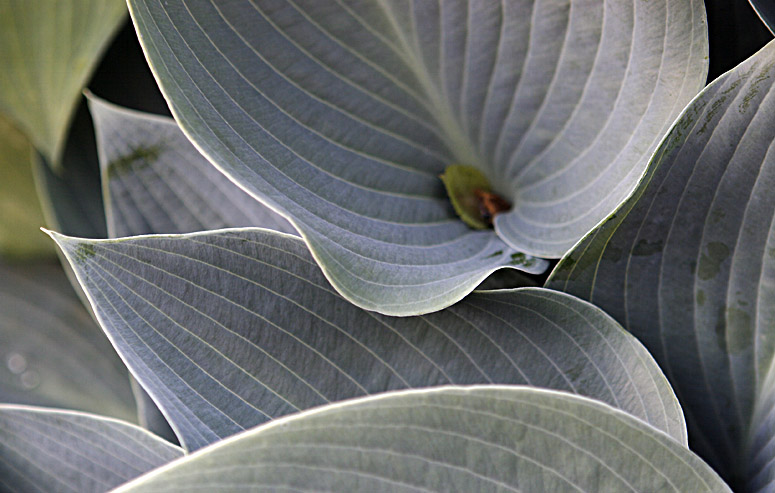 Leaf Patterns II (*)