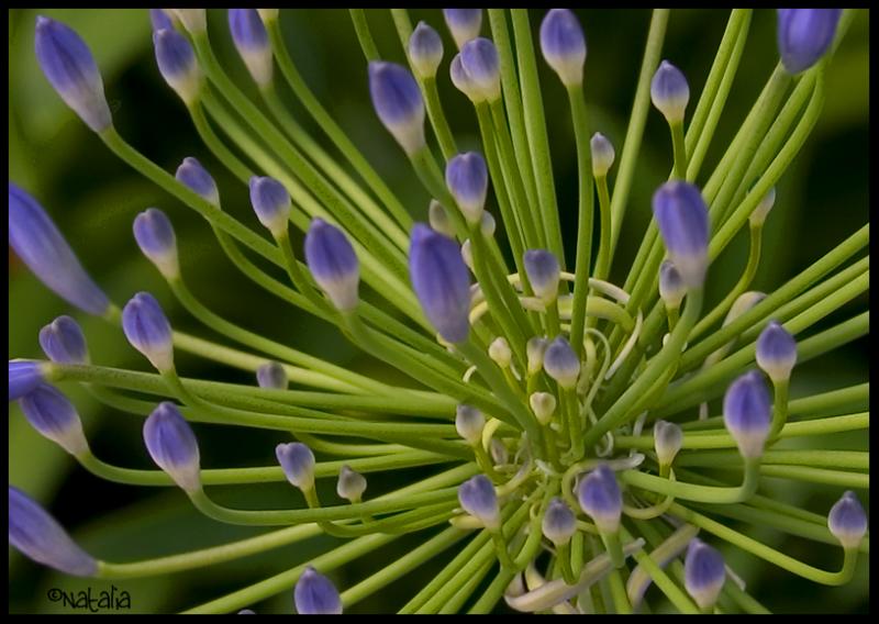 flower power