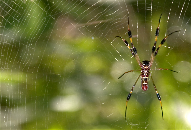 spiders web