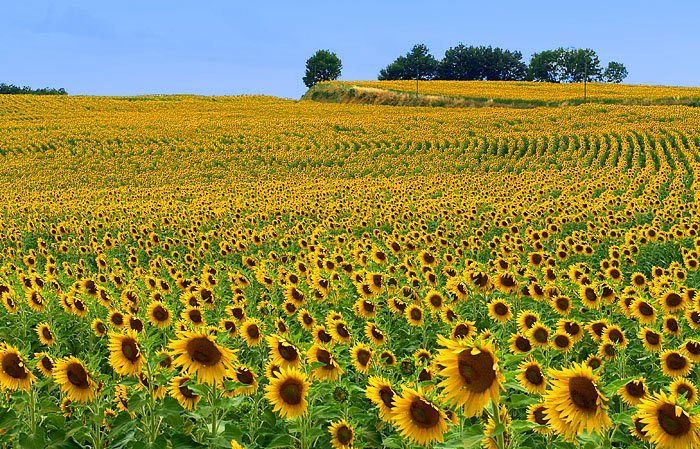 3rd Place - Waves of sunflowers